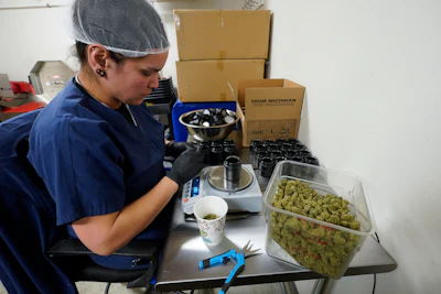 Jessica Owl, weighs True North Collective recreational marijuana, during packaging in Jackson, Mich., Wednesday, March 2, 2022. Over the past few years, Jonny Griffis has invested millions of dollars in his legal marijuana farm in northern Michigan, which produces extracts to be used in things like gummy bears and vape oils. But now that farm — like many other licensed grows in states that have legalized marijuana — faces an existential threat: high-inducing cannabis compounds derived not from the heavily regulated and taxed legal marijuana industry, but from a chemical process involving little-regulated, cheaply grown hemp.