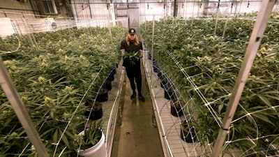 Jonny Griffis, chief operating officer of True North Collective trims cannabis plants in Jackson, Mich., Wednesday, March 2, 2022.