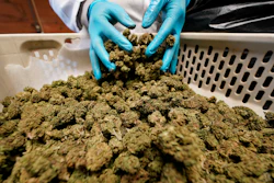 Dried hemp plants are sorted and trimmed at Hepworth Farms in Milton, N.Y., April 12, 2021.