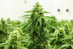 Thrive Craft Cultivation.
