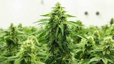 Thrive Craft Cultivation.