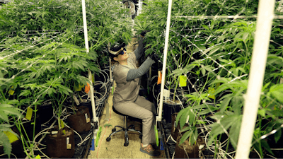Heather Randazzo, a grow employee at Compassionate Care Foundation's medical marijuana dispensary, trims leaves off marijuana plants in the company's grow house in Egg Harbor Township, N.J., March 22, 2019. Recreational marijuana sales in New Jersey for those 21 and older will begin April 21, 2022, Democratic Gov. Phil Murphy said Thursday, April 14.