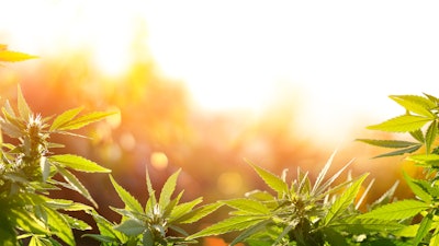 It’s legal to sell CBD products in Spain but it’s illegal to grow cannabis plants for anything other than industrial hemp uses like textiles.