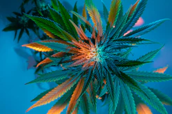 Pets that are exposed to cannabis may experience symptoms with varying degrees of severity.
