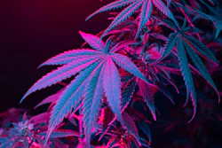 MariMed intends to expand all of aspects of the Kind business including adding 40,000 square feet of cultivation canopy.