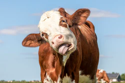 Another benefit observed when feeding cattle industrial hemp is that they lie down more, which can help them ruminate and produce saliva.