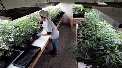 A grower at Loving Kindness Farms attends to a crop of young marijuana plants in Gardena, Calif., on Dec. 28, 2018. California Gov. Gavin Newsom will propose a temporary tax cut for California's marijuana industry, but businesses say it falls short of what's needed to revive the shaky pot economy. Broad legal sales began in California in 2018 but the industry has struggled with hefty taxes, regulation and competition from a vast illegal marketplace. The administration will recommend eliminating the cultivation tax. But a later increase would come in the cannabis excise tax to make up for those funds, possibly as soon as 2024.
