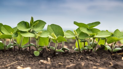 Genistein, found in soy, serves as a neutral cannabinoid receptor