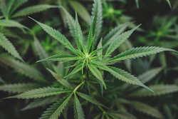 In 2016, Maine voters approved legalization of adult-use cannabis.