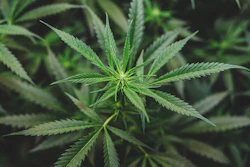 Founded in 2019, Sessions currently has 43 stores throughout the Province of Ontario.