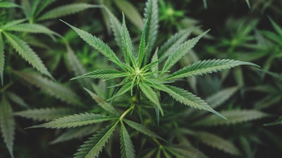 Founded in 2019, Sessions currently has 43 stores throughout the Province of Ontario.