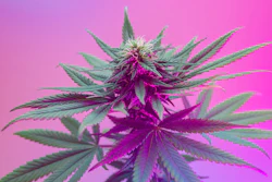 The close of this transaction enables MariMed to add cultivation, manufacturing, and distribution to its existing retail cannabis operations in Illinois.