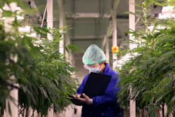 The conditional licenses will allow businesses to grow cannabis outdoors or in a greenhouse.