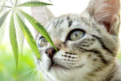 By supporting AB 1885, the advocacy group is forging a path toward formal legalization.