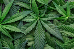 Green Thumb reported first quarter revenue increased 25% year-over-year to $243 million.