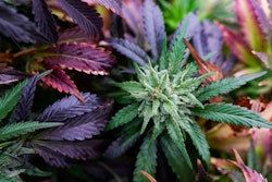 The new subsidiary follows the recent announcement of Tetra's partnership with Cannvalate.