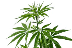 Pro Farms and Almora are set to donate more than a ton of state-tested cannabis.