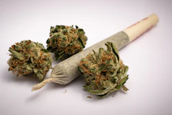 The study involved 274 participants, including 76 adolescents (aged 16 and 17) who used cannabis one to seven days per week.