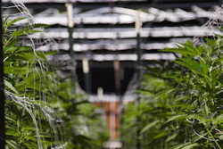 Cannabis Hero Image 3 E1569445483927