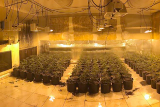 In this photo released by the Riverside County Sheriff's Office are some of about 700 marijuana plants found in an illegal grow in a home near Temecula, Calif., on Aug. 28, 2019.