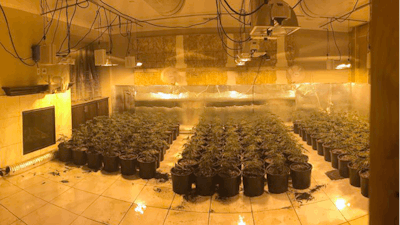 In this photo released by the Riverside County Sheriff's Office are some of about 700 marijuana plants found in an illegal grow in a home near Temecula, Calif., on Aug. 28, 2019.