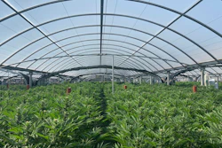 This photo released by the Riverside Police Department shows an illegal pot farm in Riverside, Calif., on April 18, 2019.
