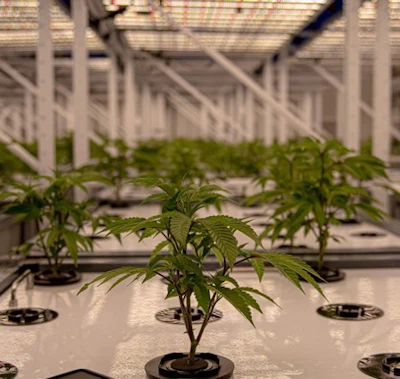 Level one of the 4-Layer Aeroponic Grow Room at SUMO Cannabis in Quebec.