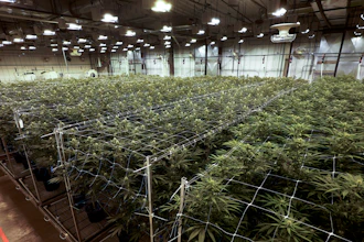 Cannabis plants grow at a True North Collective growing facility in Jackson, Mich.