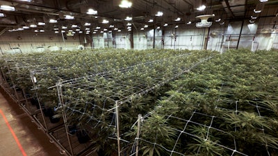 Cannabis plants grow at a True North Collective growing facility in Jackson, Mich.