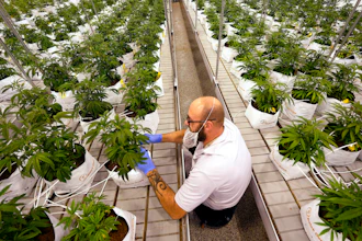Jeremy Baldwin tags young cannabis plants at a marijuana farm operated by Greenlight, Oct. 31, 2022, in Grandview, Mo.