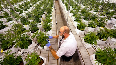 Jeremy Baldwin tags young cannabis plants at a marijuana farm operated by Greenlight, Oct. 31, 2022, in Grandview, Mo.