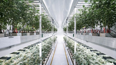 Fluence client MedMen's vertical farm.