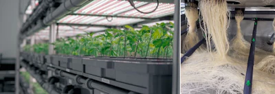 The AEtrium-2.1 SmartFarm Clone Canopy and Roots from AEssenseGrows.