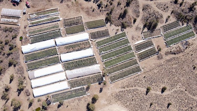 This aerial file photo provided by the Deschutes County Sheriff's Office shows an illegal marijuana grow in Alfalfa, Ore., on Sept. 2, 2021.