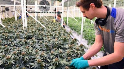 Cultivator Hunter Rogness prunes fan leaves from marijuana plants in the Leafline Labs grow center in Cottage Grove, Minn., Feb. 21, 2019.