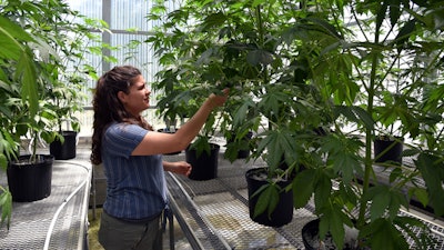 Graduate student in the Department of Plant Science and Landscape Architecture, Lauren Kurtz, checks on cannabis plants.