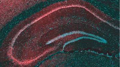 This microscope image of the brain region called the hippocampus shows the protein targeted by cannabis-derived CBD, GPR55 (red), and brain cells (blue) that send their extensions out to form the layers seen in the image.