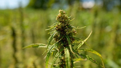 Hemp
