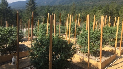 Researchers interviewed 14 cannabis farmers to identify major themes around their relationships with land use, and used those themes to generate predictors for models of land use change.