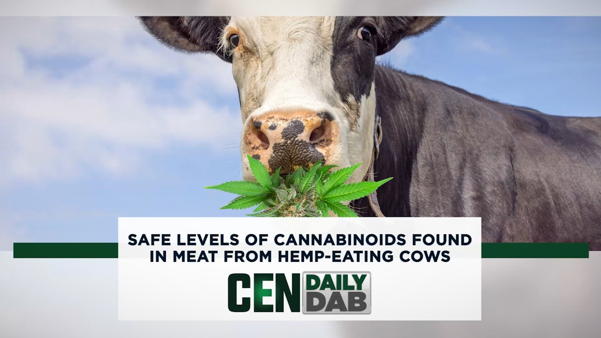Safe Levels of Cannabinoids Found in Meat from HempEating Cows