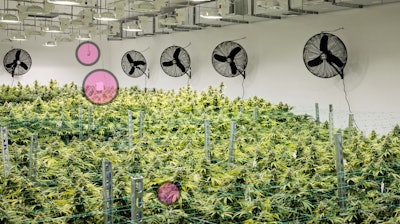 IoT devices serve as the eyes and ears within the cultivation facility. They should be positioned strategically to monitor the key areas that affect cannabis growth.