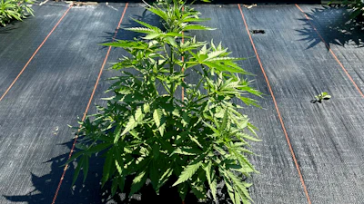 Landscape fabric covers the ground at a legal cannabis farm near Brewster, in north-central Washington state, on Tuesday, July 11, 2023, in this photo provided by Terry Lee Taylor.