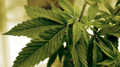 Cannabis plants grow at LifeLine Labs in Cottage Grove, Minn., June 17, 2015.