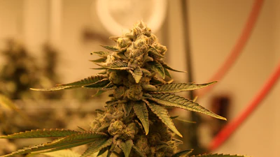 The company has introduced notable new strain offerings, including BCC x Jealousy, Blueberry Shortcake, Hippie Crasher, Grape Durban and ZCrasher.