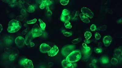 Cannabis cells expressing a green fluorescent protein reporter gene.