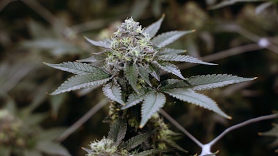 A closeup of the Bomb Sauce strain from Oregonix.