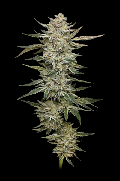 OG Kush Triploid