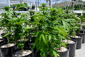 Marijuana plants are seen at a secured growing facility in Washington County, N.Y., May 12, 2023.