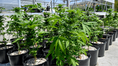 Marijuana plants are seen at a secured growing facility in Washington County, N.Y., May 12, 2023.