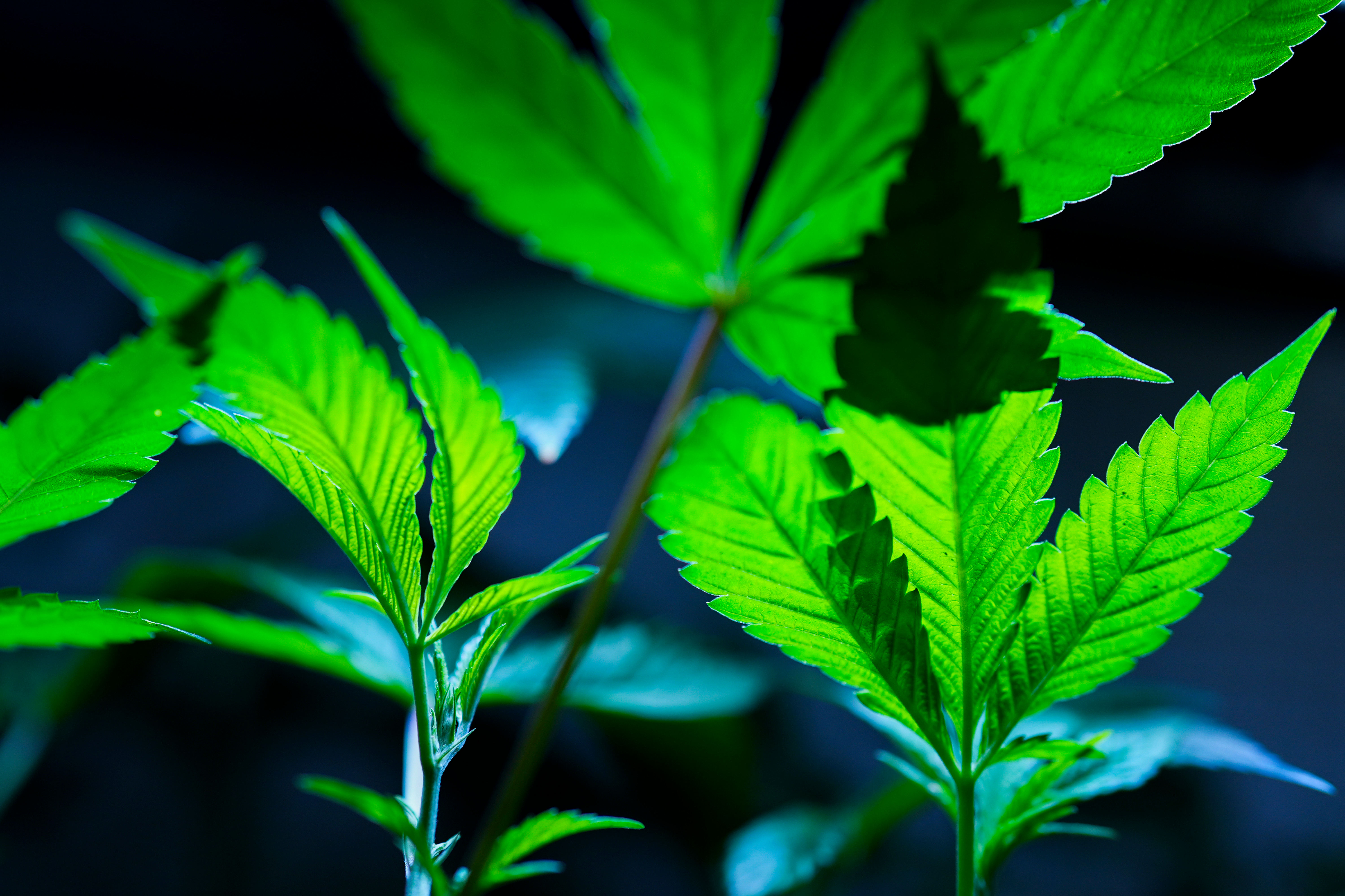 Cannabis clones are displayed for customers at Home Grown Apothecary, April 19, 2024, in Portland, Ore.